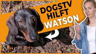 Hund fiept I DogsTV hilft WATSON - #1 Das Problem by DOGsTV - Online Hundetraining 19,098 views 1 year ago 16 minutes