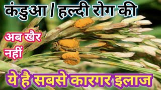 धान का कंडुआ रोग । false smut of paddy । dhan me kandua rog ki dava । pankaj maurya