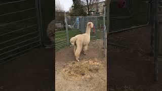 Example of alpaca spitlip, fight screech and alarm call.