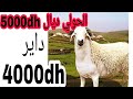 سوق سيدي عبد الله اجي تسمع مناقشات بين الكسابة والمواطنين حوار ساخن 