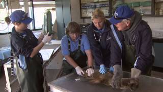 400+ Sea Lion Pups Given Second Chance at Life | SeaWorld®