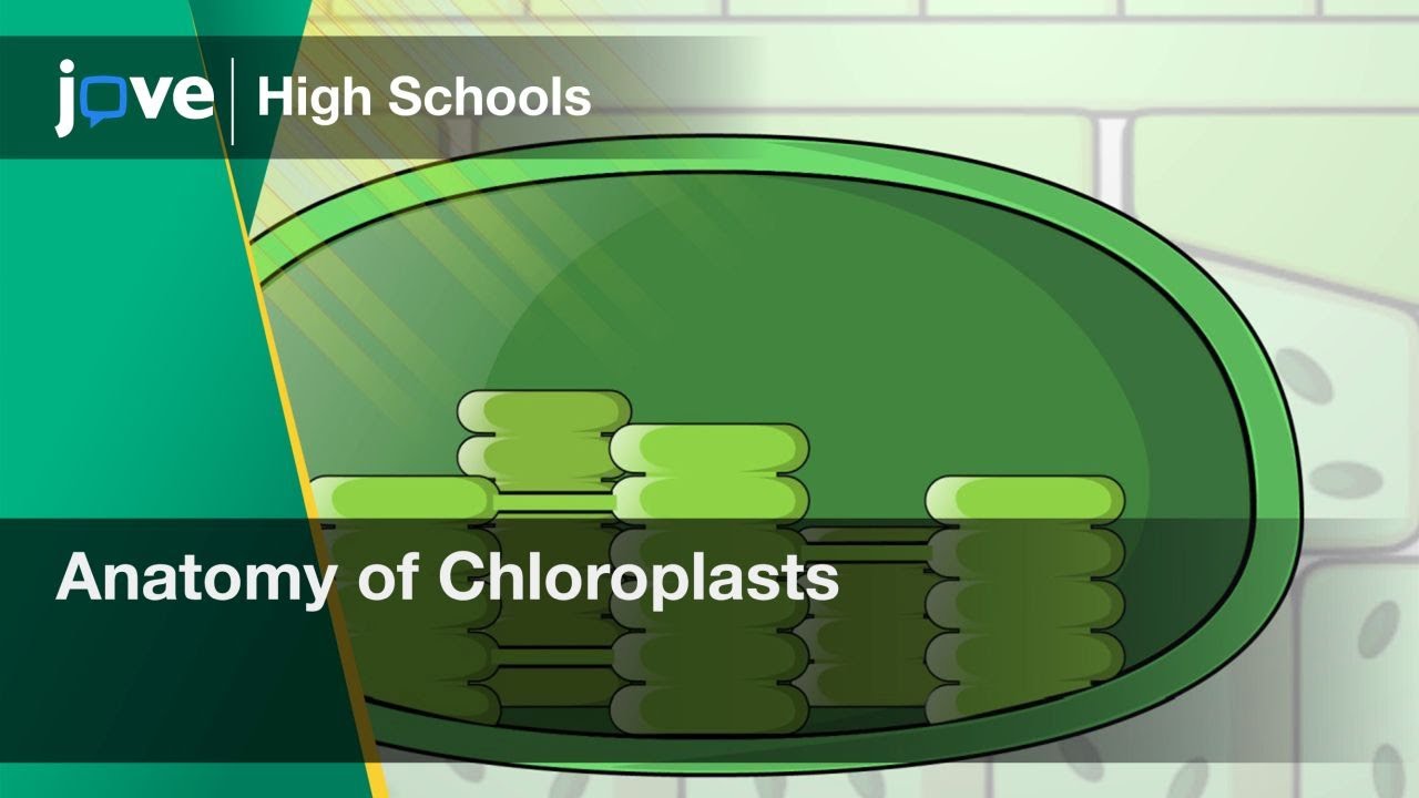 Anatomy of Chloroplasts | Bio | Video Textbooks - Preview - YouTube
