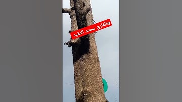 #القارئ محمد الفقيه #اكسبلور #القرآن_الكريم