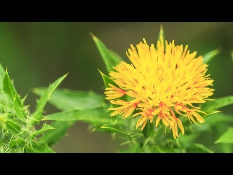 فيديو: القرطم Leuzea أو جذر Maral (Rhaponticum Carthamoides) - نبات طبي قيم