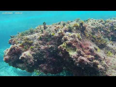 TOP SECRET REEF