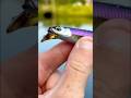 MONSTER Bass On A TINY Lure…