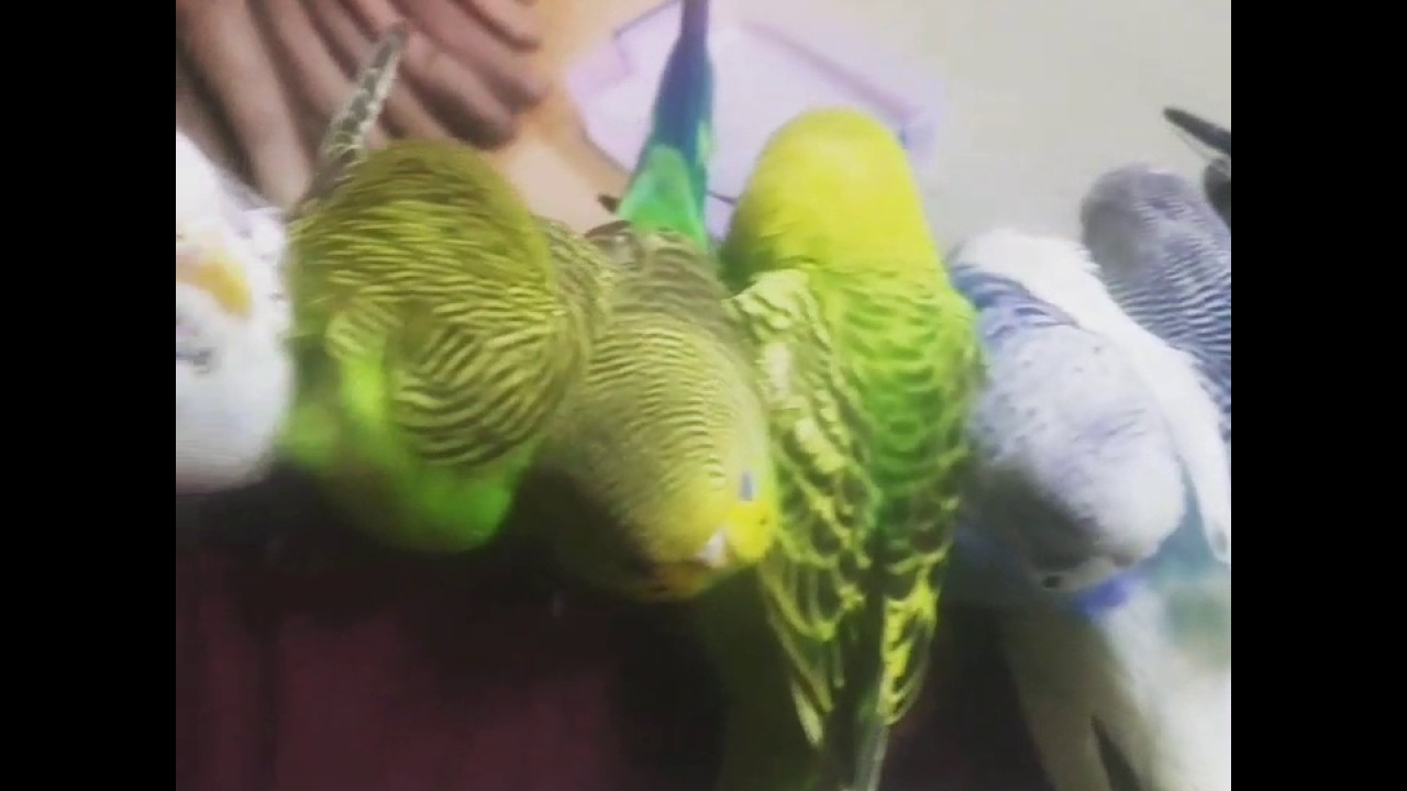 Seaquest birds YouTube