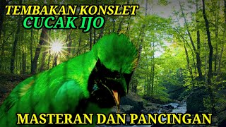 Masteran Cucak Ijo Full Tembakan Kasar || Konslet Nembak Panjang