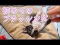 ラッキー初めてのブラッシング Kitten's first brushing