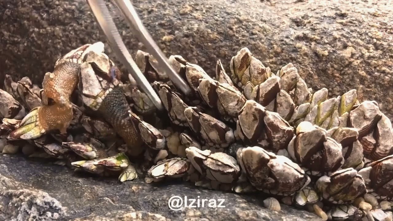 Watch and relaxing  1hour work in sea with me Ep44