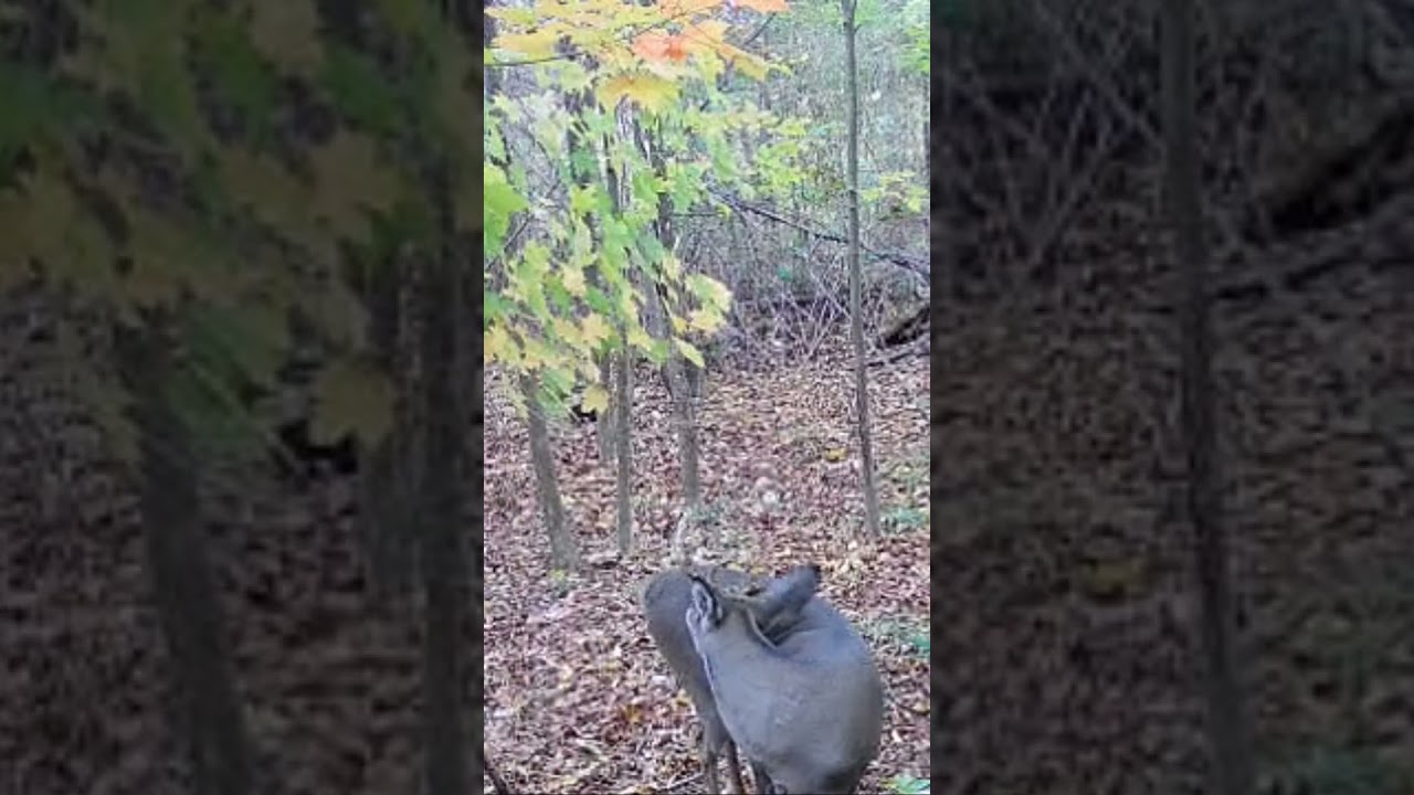 Little half rack, I can’t tell if his main beam snapped off or if it just grew that way 🤷‍♂️