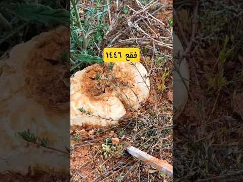 فقع 2025 كمأة فقع الشمال فقع الموسم عرعر زبيدي رجاوي الحدود الشمالية