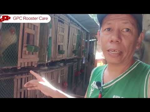 Buhay Breeder: Pag-aalaga sa Mainit na Panahon + Miya Marksman Guide