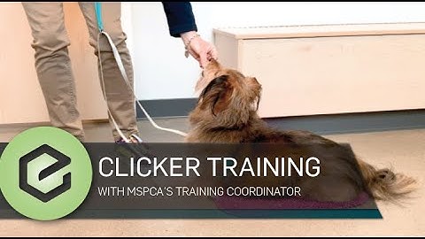 Getting Started with Clicker Training (Marker Training)