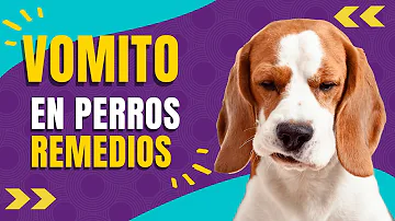 ¿Qué remedio casero puedo darle a mi perro para los vómitos?