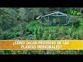 Como Sacar Provecho de las Plantas Medicinales- TvAgro por Juan Gonzalo Angel Restrepo