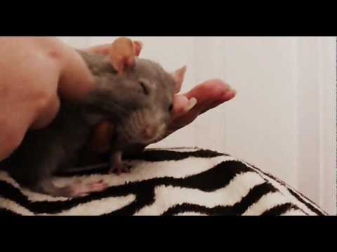 my pet rat being very affectionate