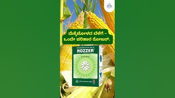 Weed Control in Maize Combat Weeds Effectively with Rozzer!