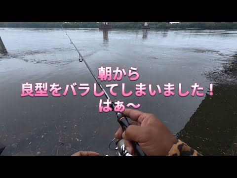 2026.9.29デカいのをバラしてしまいました！淀川ブラックバス釣り！