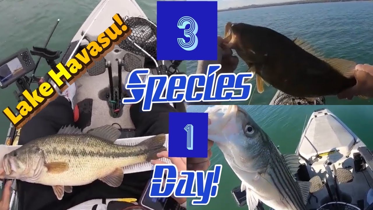 Bass Outlaws 3 Kinds Of Bass
