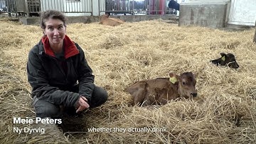 Dam and calf in cow-calf contact systems - Examples from two farms