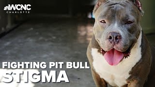 Charlotte Group Fighting The Stigma Against Pit Bulls