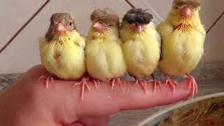 /The 5 best canary species in the world,افضل انواع الكناري