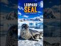 Most Dangerous Seal in Antarctica 😳🐆 #leopardseal #shorts #Nature# #wildlife #animals