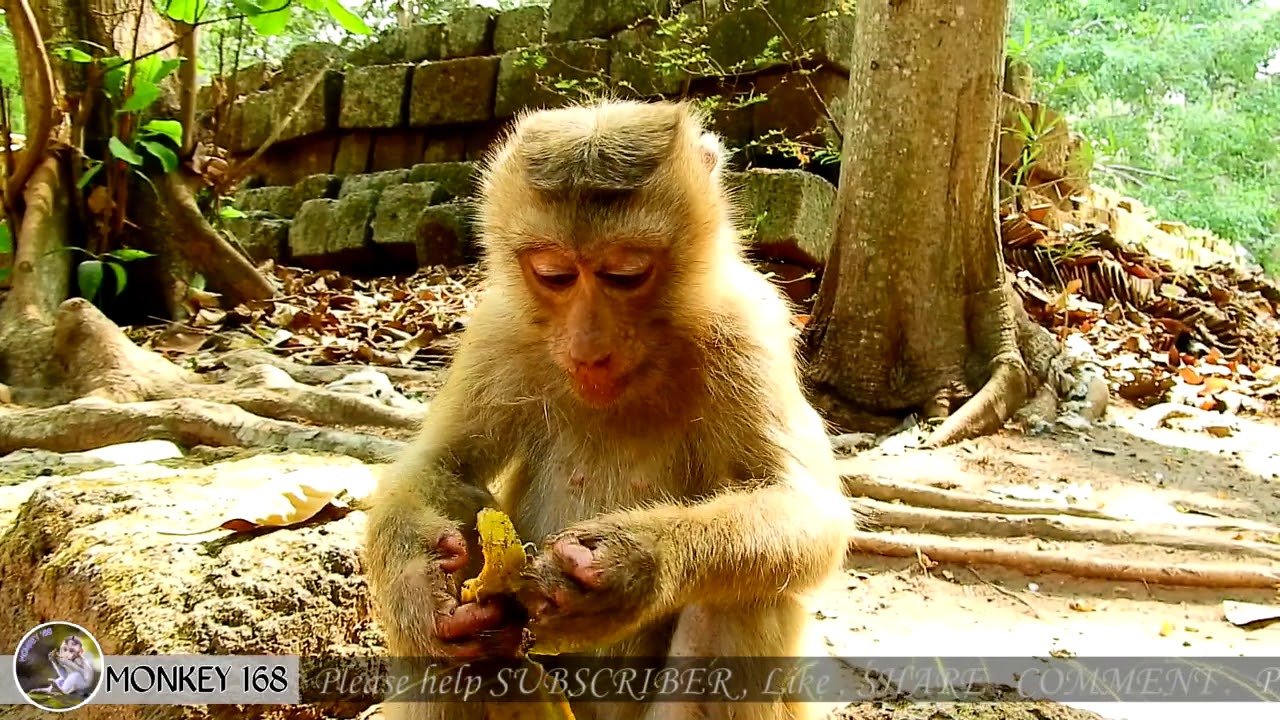 newborn monkey pet Pretty Pital Rose Monkey, | Rose Adorable Monkey,