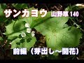 サンカヨウ前編(芽出し～開花)－山野草140