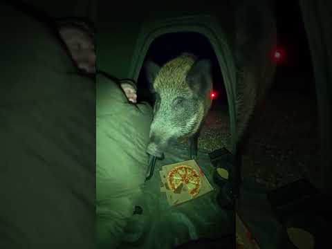 Wild boar steals full time angler's pizza! 🐗🍕🫨 thumbnail
