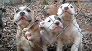 Razor's Edge / Greyline Pitbull Puppies @ 8 wks old (2011) PRICE REDUCED $500 Razor's Edge / Greyline Pitbull Puppies @ 8 wks old (2011) PRICE REDUCED $500
