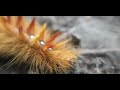 Caterpillar orange