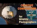 Creative Composition Tips for Wildlife Photography and Video