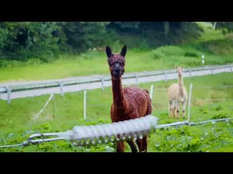 Exploring Triberg, Germany | A Cinematic Travel Adventure 4K