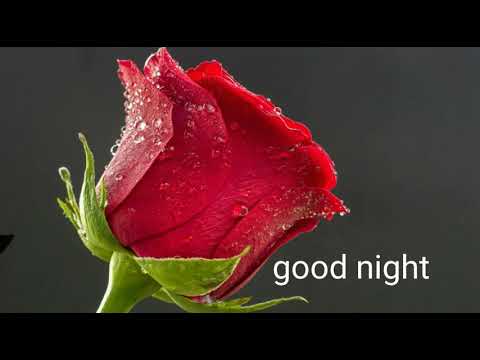 Good Night Animated Rose Video Good Night Whatsapp Status Video