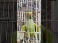 Mitho Ki Masti 🦜 | Sabse Naughty Parrot Ever 😂 | Must Watch Cute Moments!