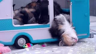 Five kittens go camping, and it is ADORABLE
