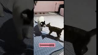 Çeeeeeeğğğğğğğ Hopaaa I Ğlenceli