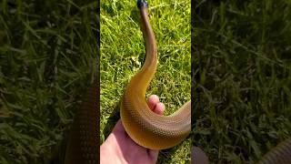 Insanely Gold 🏆 Northern White Lipped Python