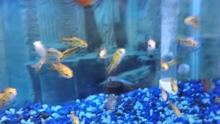 Trip to Wet pets Dothan al #2