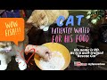 A Well-Trained Rescue Cat Patiently Waited For His Food, He Is So Adorable &amp; Talented