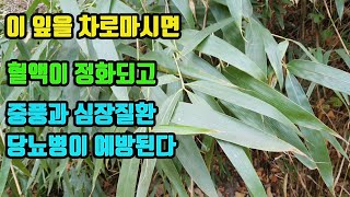 산죽-혈액정화작용, 혈압을 낮추고, 콜레스테롤 조절작용으로 뇌질환. 심장질환이 예방된다, 당뇨병에 탁월하고, 신체허약증에 기력이 회복된다 산죽-혈액정화작용, 혈압을 낮추고, 콜레스테롤 조절작용으로 뇌질환. 심장질환이 예방된다, 당뇨병에 탁월하고, 신체허약증에 기력이 회복된다