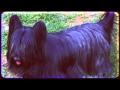 Skye Terrier Temperament の動画、YouTube動画。