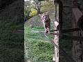 Cute cat #cat #cute #kitten #cutecat #catshorts #meow
