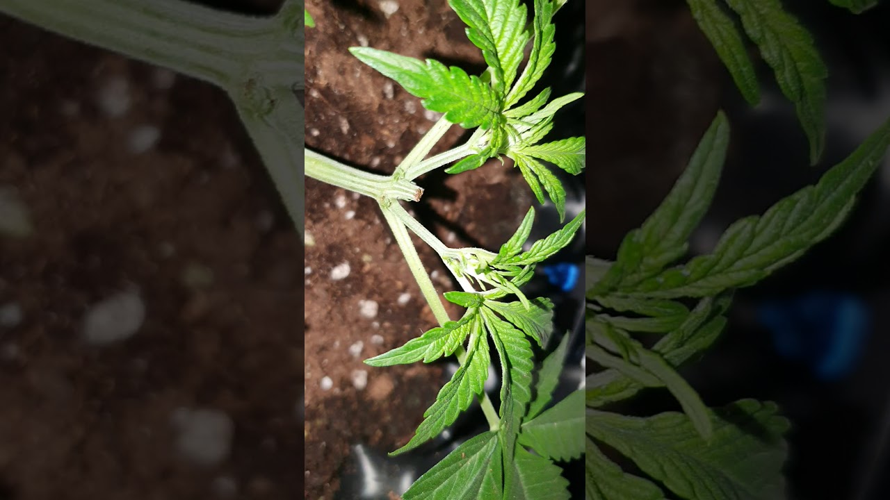 Royal Creamatic - Day 27