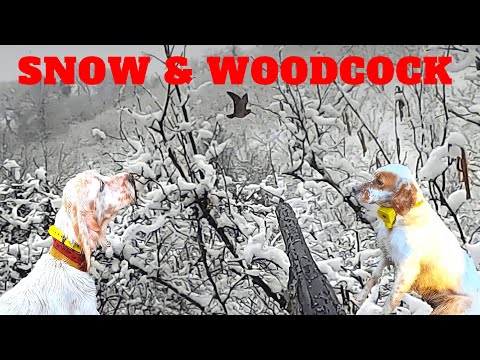 Çulluk Avı - Karda Av | Woodcock Hunting in The Snow | Beccaccia