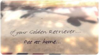 Golden Retriever Temperament by Carmen Montes 53 views 9 years ago 38 seconds