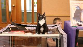Международная выставка кошек Международная выставка кошек