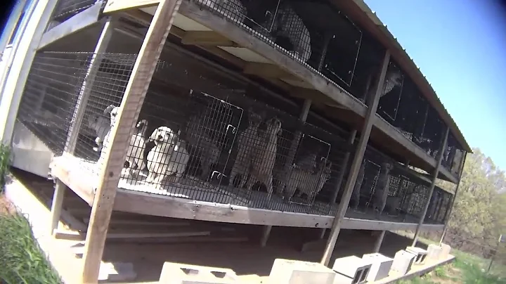 East Cannon Kennels - Edward Cannon's USDA License...